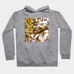 Autumn leaves on water, water, autumn, fall, leaves, summer, beach, stream, tree, exotic, tan Hoodie